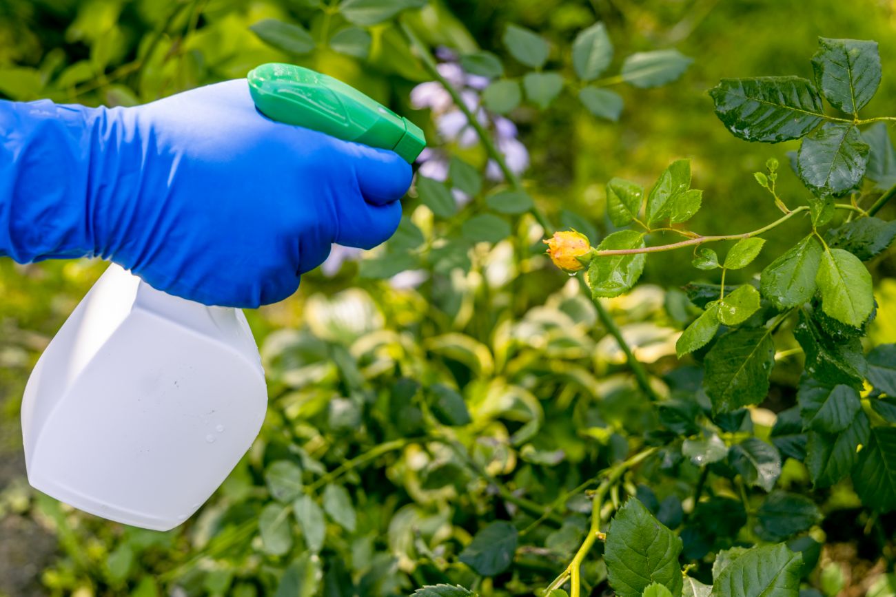 Tratamiento en el jardín de brotes jóvenes de rosas